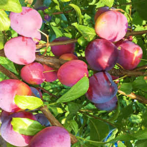 Саженцы Слива колоновидная Империал