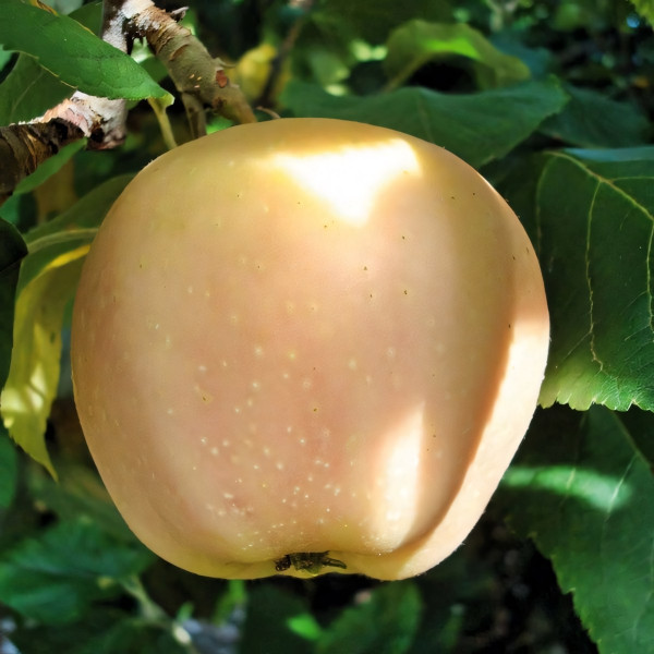 Саженцы Яблоня Розовый Жемчуг (красная мякоть)