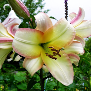  Лилия ОТ гибрид Boogie Voogie (Буги Вуги)