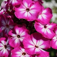 Саженцы Флокс Modern Art (Модерн Арт)