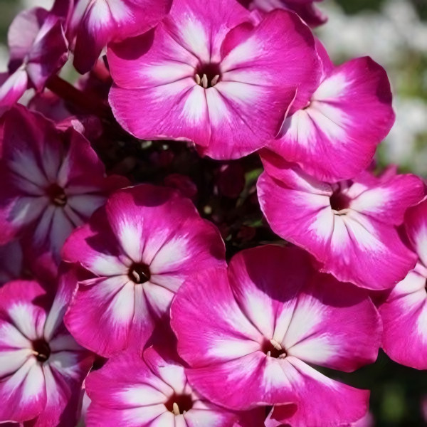 Саженцы Флокс Modern Art (Модерн Арт)