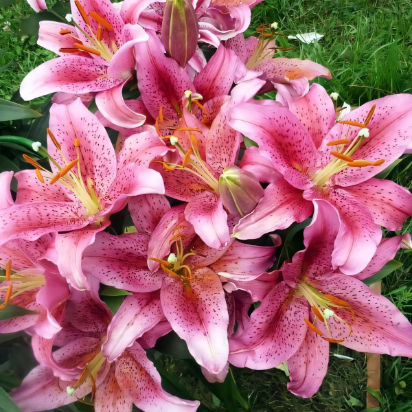 Луковицы  Лилия восточная Dуnamite (Динамит) (3шт.)