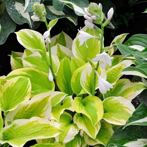 Саженцы Хоста Spring Morning (Спринг Монинг) М