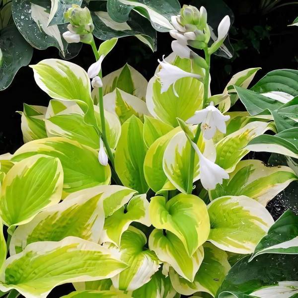 Саженцы Хоста Spring Morning (Спринг Монинг) М