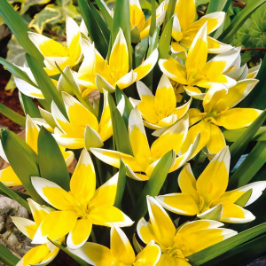 Тюльпан ботанический Тарда (в упаковке - 3шт.)