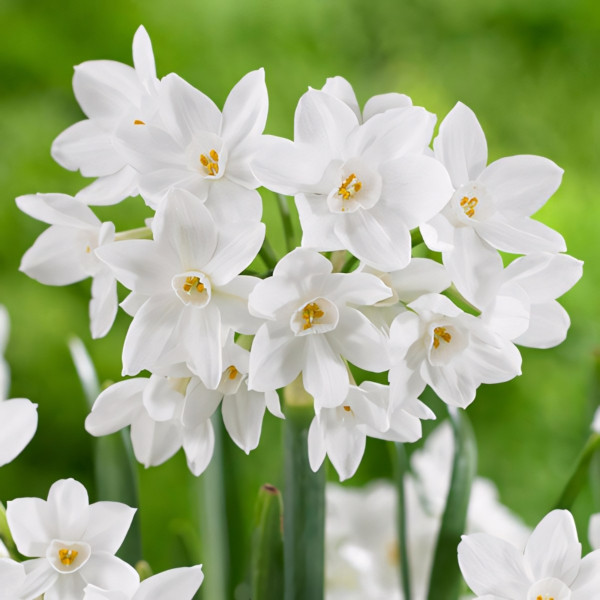 Луковицы Нарцисс Зива (в упаковке - 3шт.)