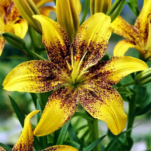  Лилия ЛА гибрид Golden Stonе (Голден Стоун)