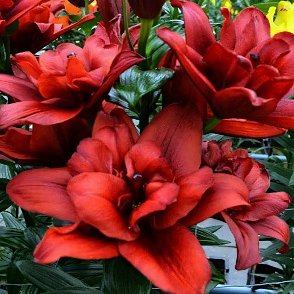 Луковицы  Лилия азиатская Canary Wharf (Канари Варф) (3шт.)