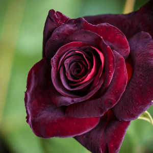 Саженцы Роза чайно-гибридная Блэк Баккара