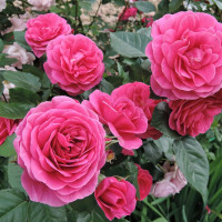 Саженцы Роза парковая Леа Ренессанс