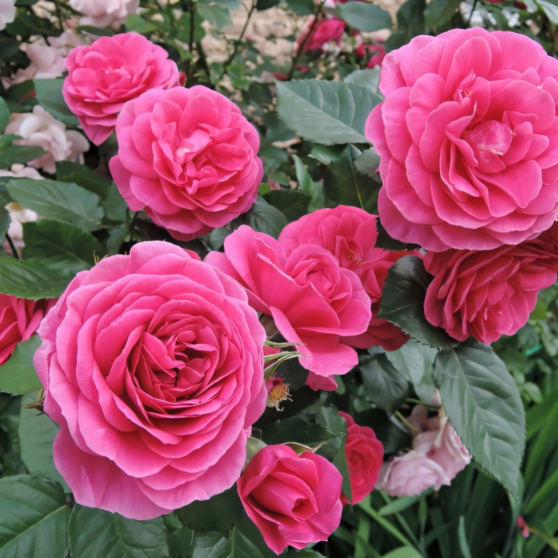 Саженцы Роза парковая Леа Ренессанс