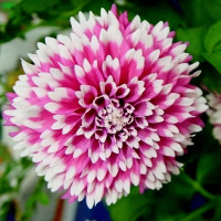 Саженцы Георгина бахромчатая Fuzzy Wuzzy (Фуззи Вуззи)