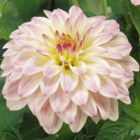 Саженцы Георгина гэллери Monet