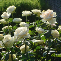 Саженцы Роза чайно-гибридная Клер Оушен