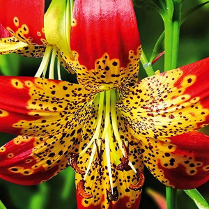  Лилия Fusion (Фьюжн)