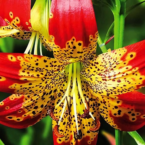 Луковицы  Лилия Fusion (Фьюжн) (3шт.)