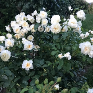 Саженцы Роза флорибунда Леди Романтика