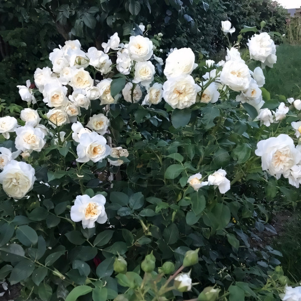 Саженцы Роза флорибунда Леди Романтика