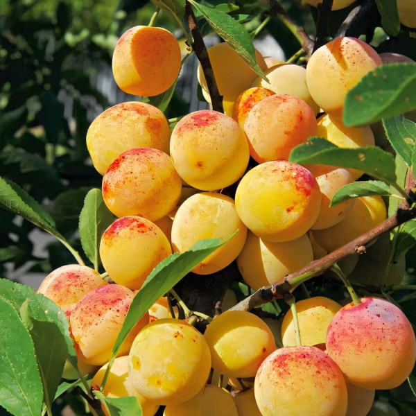 Саженцы Слива колоновидная Мирабель