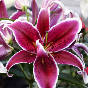  Лилия восточная Red Eyes (Ред Айз)