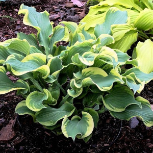 Саженцы Хоста Wheee (Вии) М