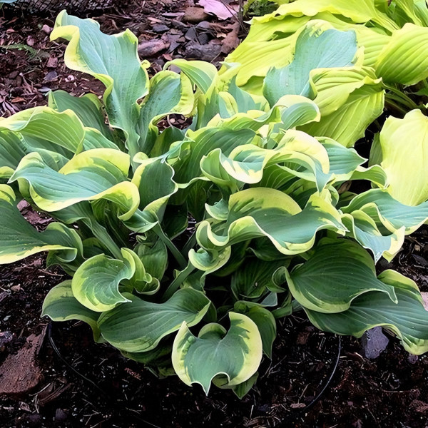 Саженцы Хоста Wheee (Вии) М