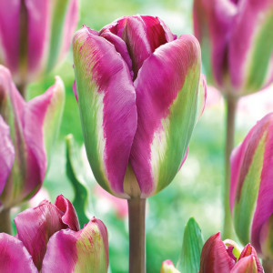 Тюльпан зеленоцветный Найт Райдер (в упаковке - 3шт.)