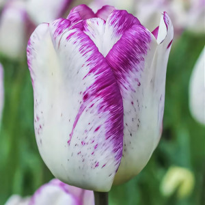 Тюльпан Триумф Ширли (в упаковке - 3шт.)