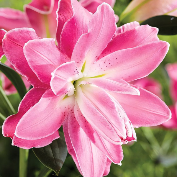 Луковицы  Лилия восточная Lotus Elegance (Лотус Элеганс) (3шт.)