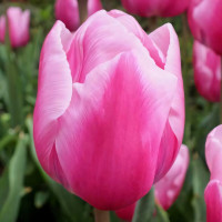 Луковицы Тюльпан Триумф Болрей Прайс (в упаковке - 3шт.)