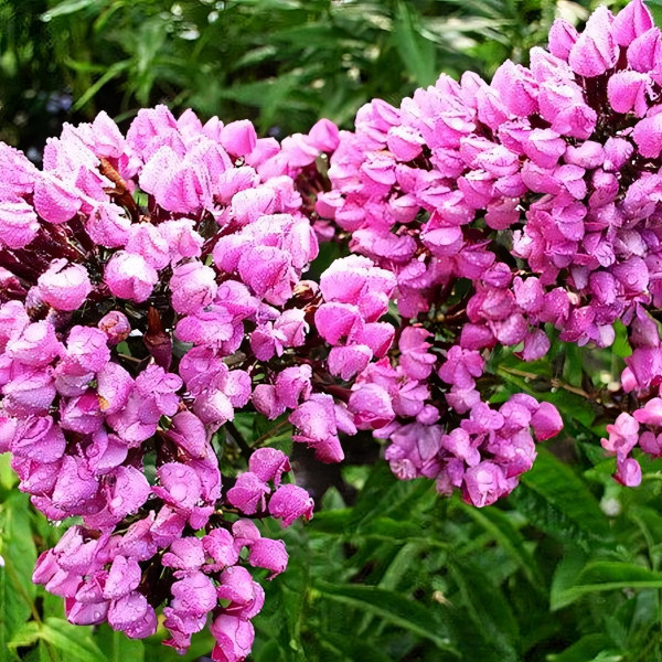 Саженцы Флокс Бутоник