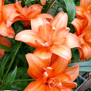  Лилия азиатская Ceb Latte (Кеб Латте)