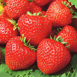 Клубника (крупноплодная) Сальса 5 шт. в упаковке