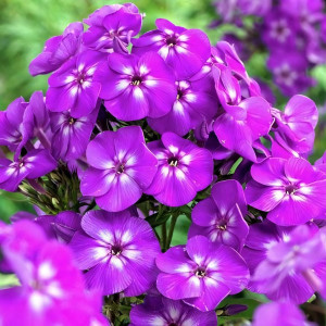 Саженцы Флокс метельчатый Purple Kiss (Пепл Кисс)