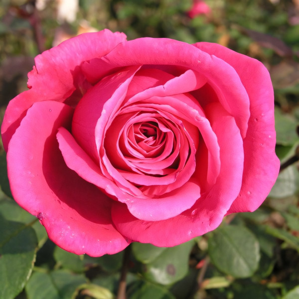 Саженцы Роза чайно-гибридная Дуфтрауш