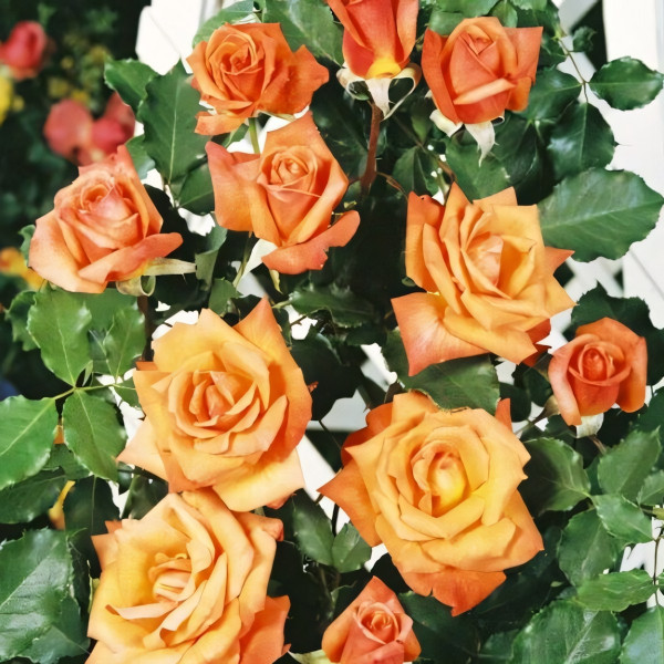 Саженцы Роза плетистая Лиане