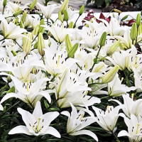 Луковицы  Лилия азиатская Navona (Навона) (3шт.)