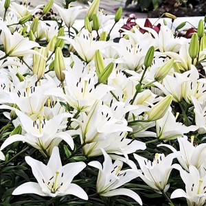  Лилия азиатская Navona (Навона)