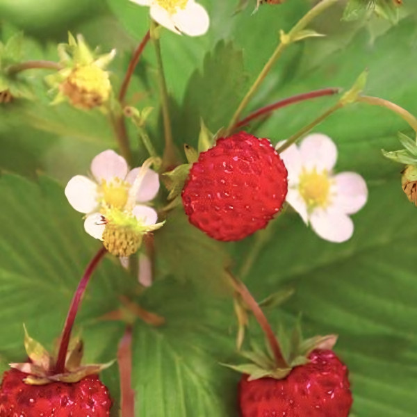 Саженцы Земляника Холидей  (упаковка 5 шт.)