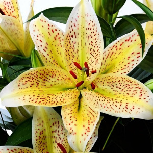  Лилия восточная Tigermoon (Тайгермун)