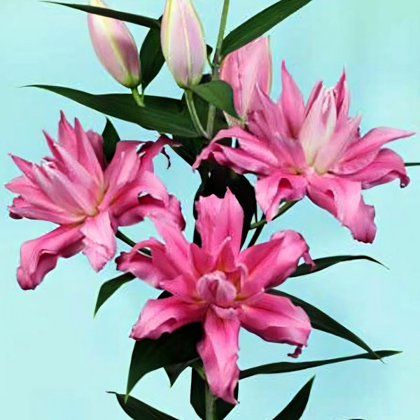 Луковицы  Лилия восточная Kadango (Каданго) (3шт.)