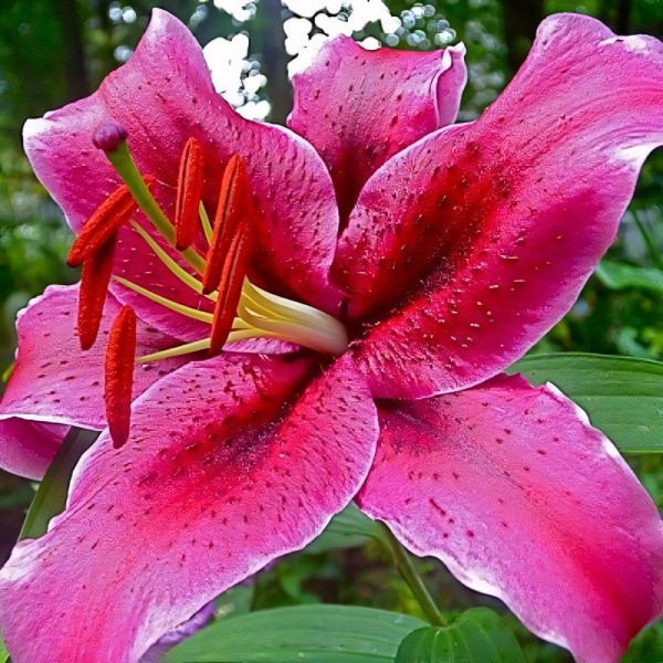 Луковицы  Лилия восточная Barracuda (Барракуда) (3шт.)