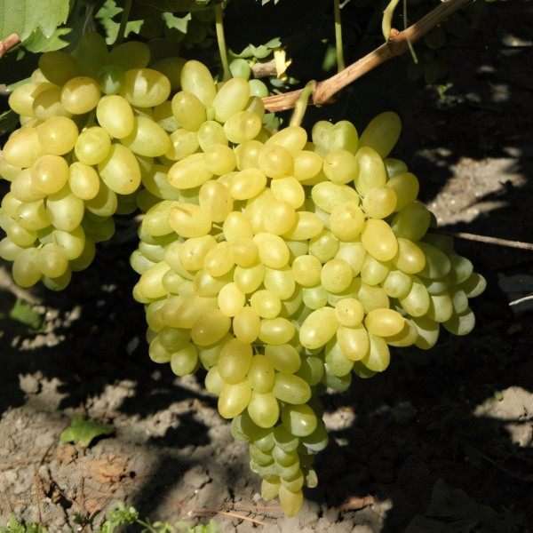 Саженцы Виноград кишмиш Столетие
