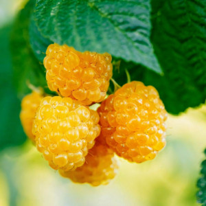 Саженцы Малина желтая Золотая королева