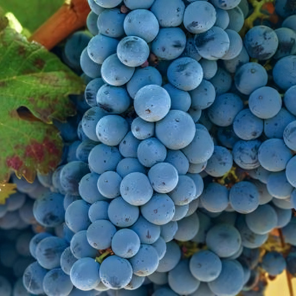 Саженцы Виноград черный Каберне-Совиньон