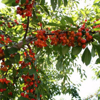 Саженцы Черешня Брянская розовая