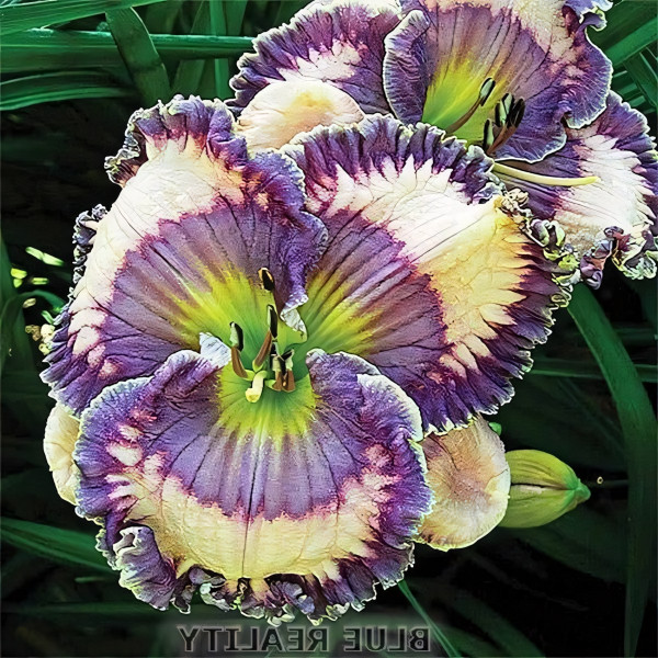 Саженцы Лилейник Blue Reality (Блу Реалити)