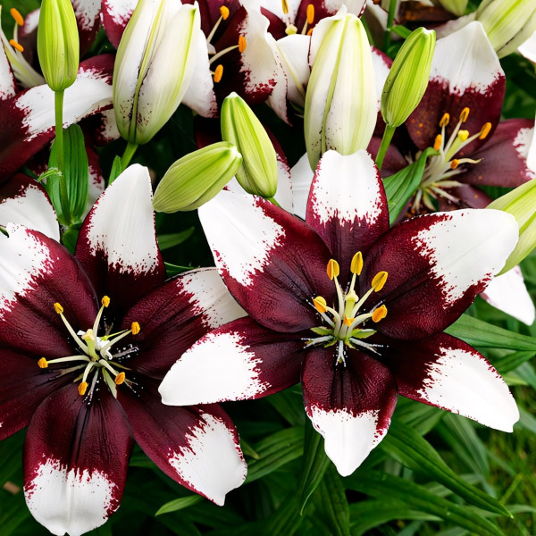 Луковицы  Лилия азиатская Tiny Padhye (Тайни Пэдхай) (3шт.)