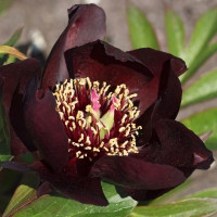 Саженцы Пион Dark Eyes (Дак Айз)