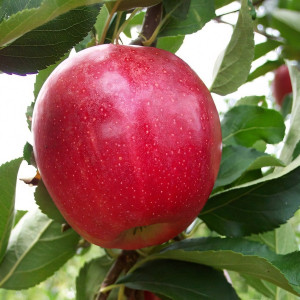Саженцы Яблоня Гала Девил